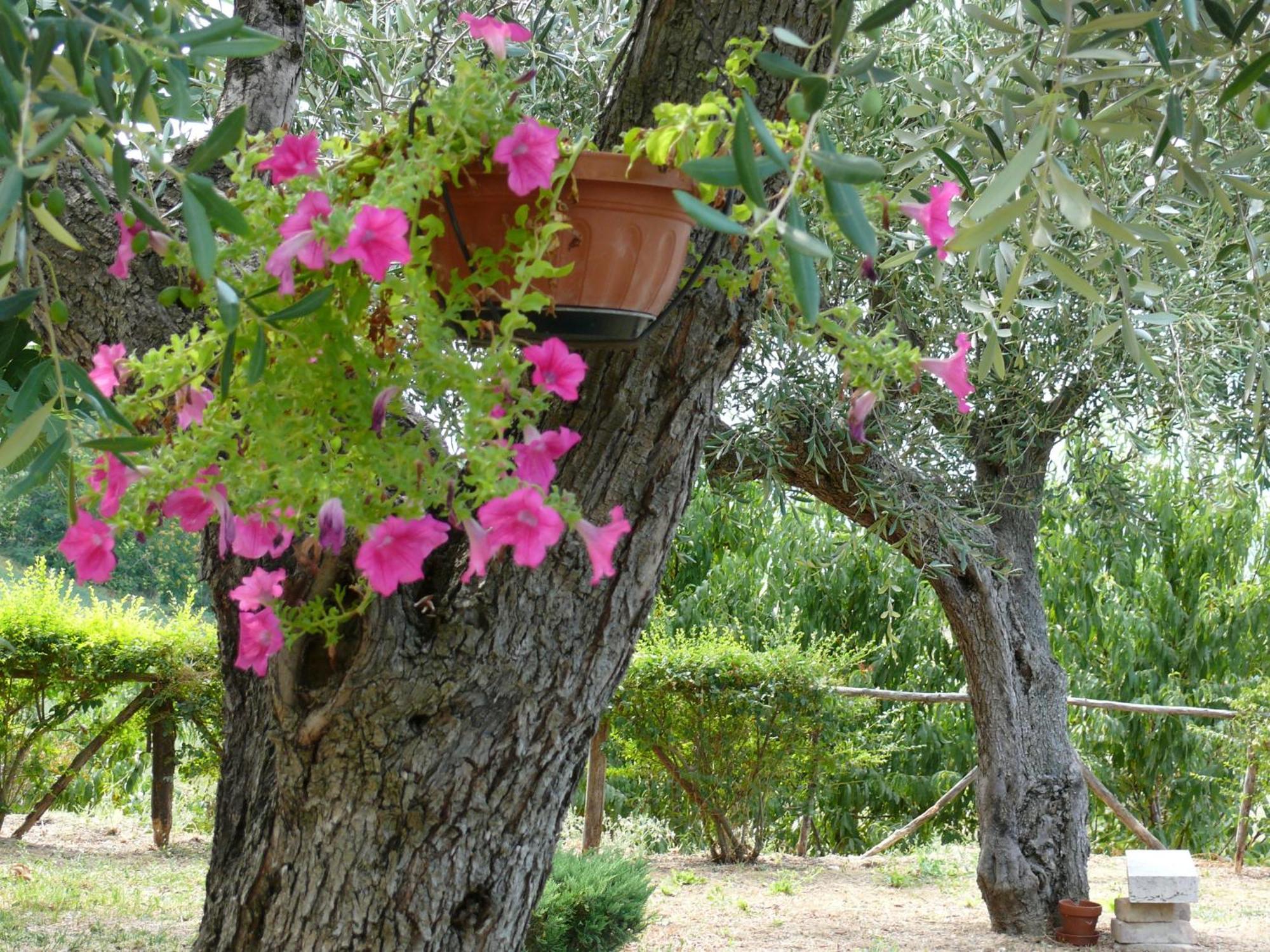 Bed&Breakfast Giardino Agritourist Controguerra Luaran gambar